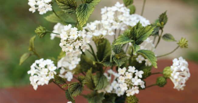 Lantana