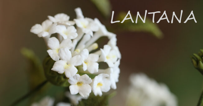 Lantana
