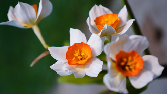 Daffodils