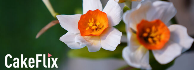 Daffodils