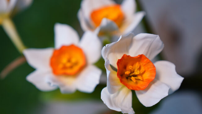 Daffodils