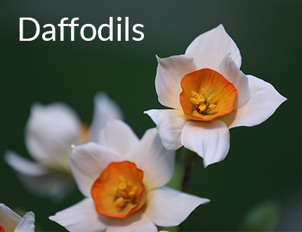 Daffodils Sugar Flower