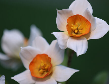 Daffodils