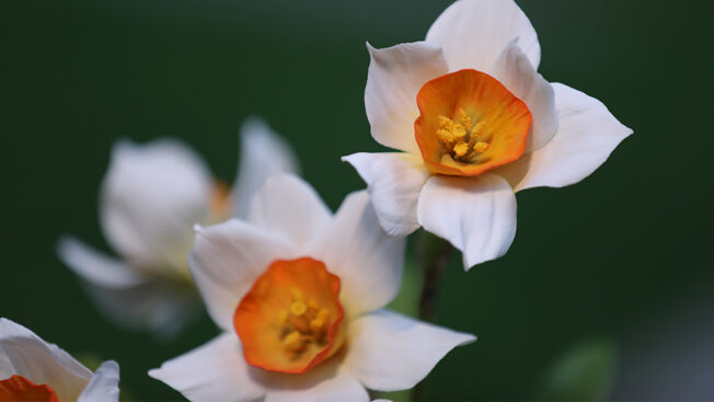 Daffodils