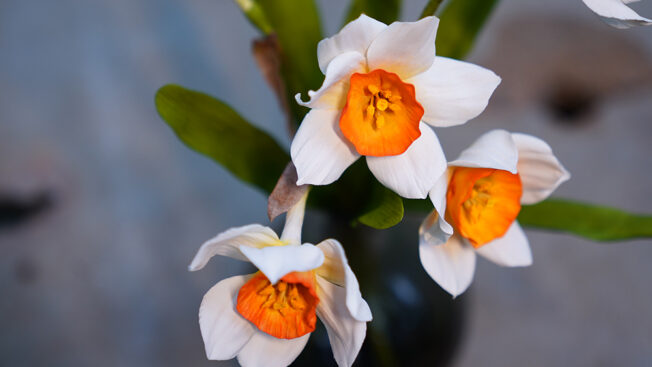Daffodils