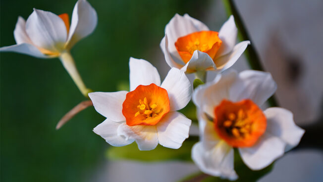 Daffodils