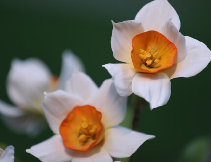 Daffodils