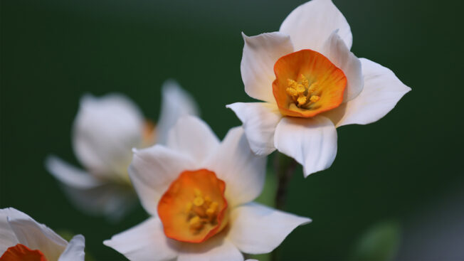 Daffodils