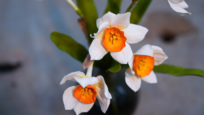 Daffodils