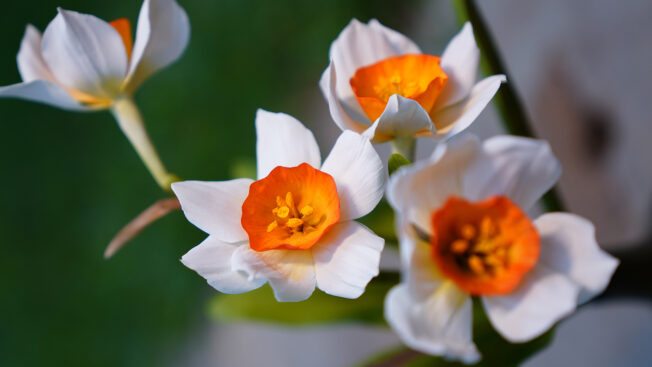 Daffodils