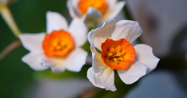 Daffodils
