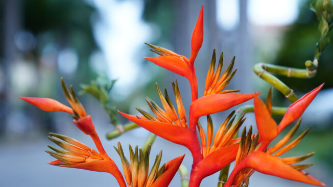 Heliconia