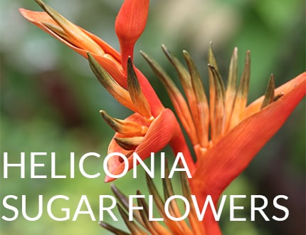 Heliconias Sugar Flowers