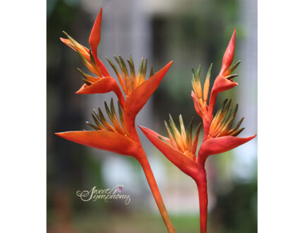 Heliconia