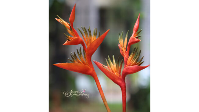 Heliconia