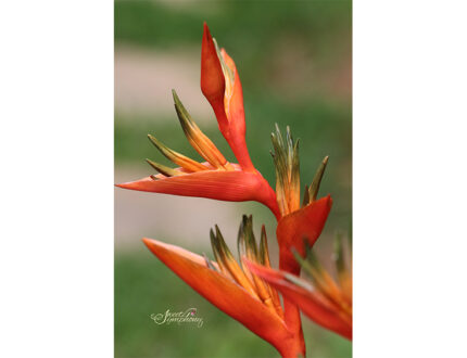 Heliconia