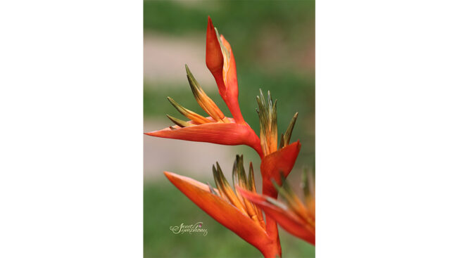 Heliconia