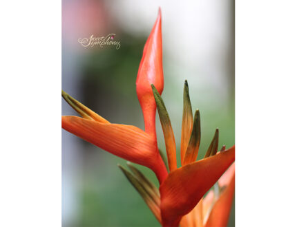 Heliconia