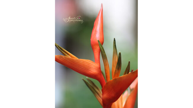 Heliconia