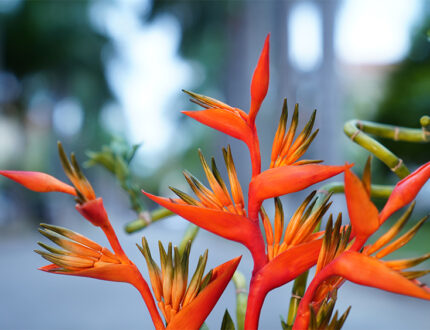 Heliconia