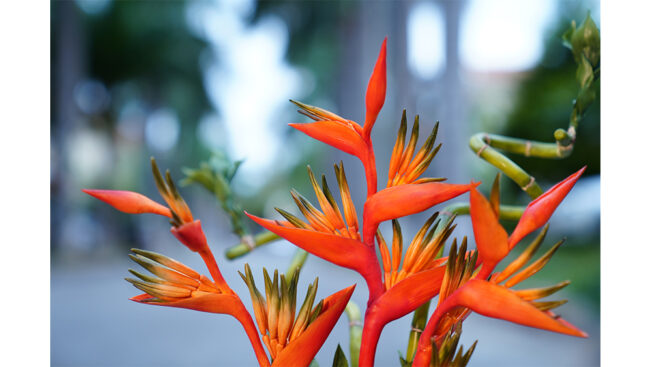 Heliconia