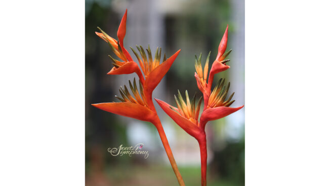 Heliconia