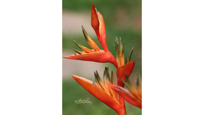 Heliconia