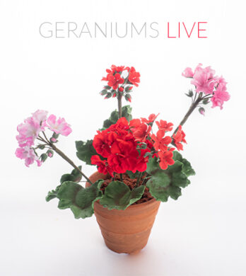 geraniums