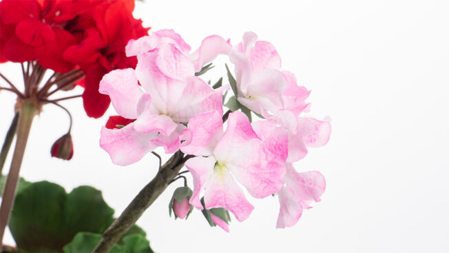 geraniums