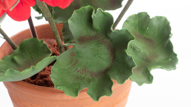geraniums