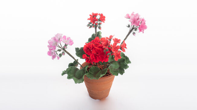 geraniums