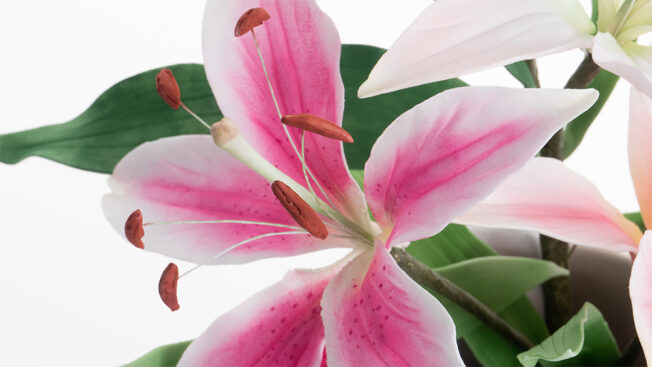 Pink lily