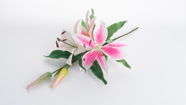 Pink lily
