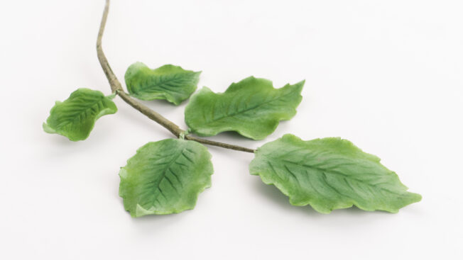 Leaves