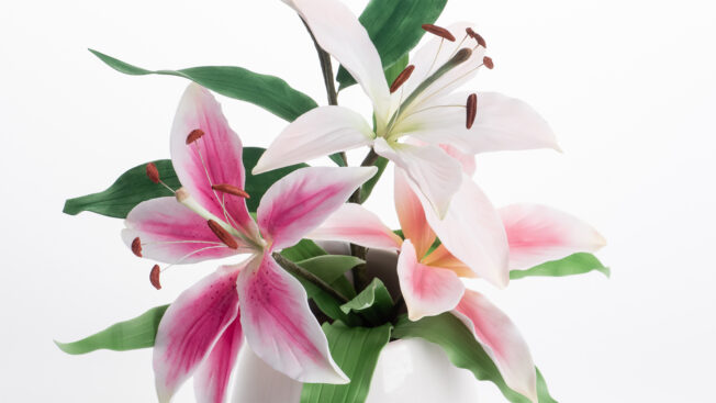 Pink lily