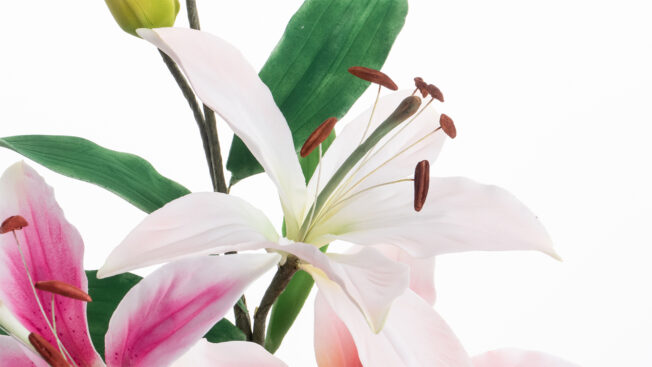 Pink lily