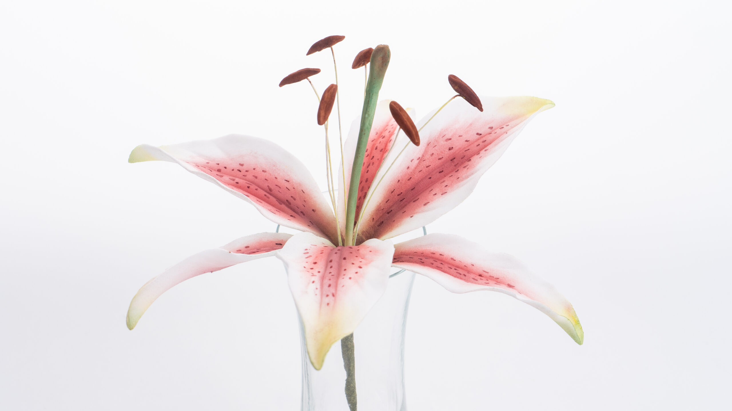 Stargazer lily