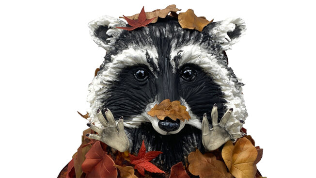 Rodney the raccoon face close up