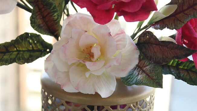 open rose close up 2