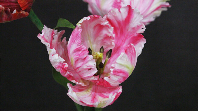 gallery pink flower close up