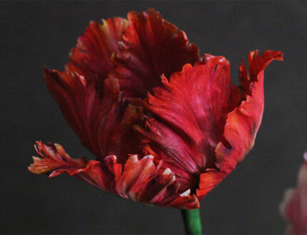 gallery red flower close up