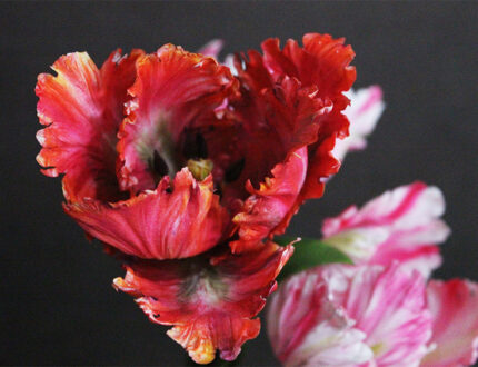 gallery pink and red flower close up