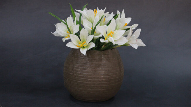 Rain lily full shot