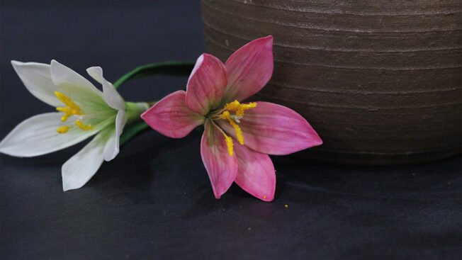 Pink rain lily