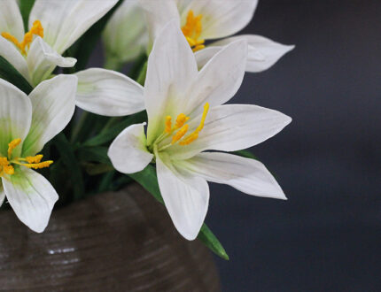 Rain lily close up