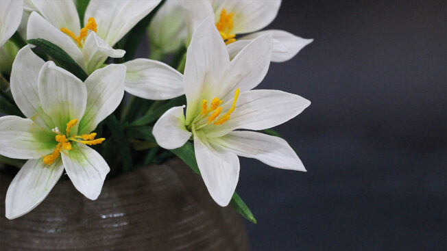 Rain lily close up