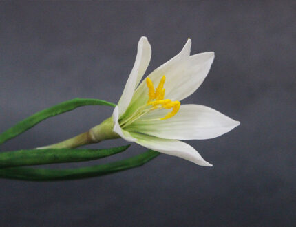 white rain lily