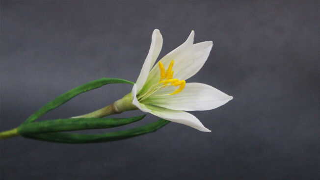 white rain lily
