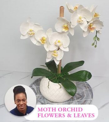 Moth Orchid Flowers and Leaves