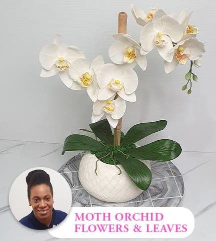 Moth Orchid flowers & leaves
